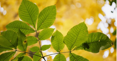 Close-up of vibrant green leaves on a tree
