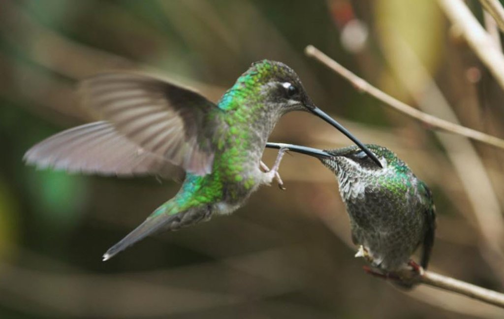 Hummingbird's Aggression