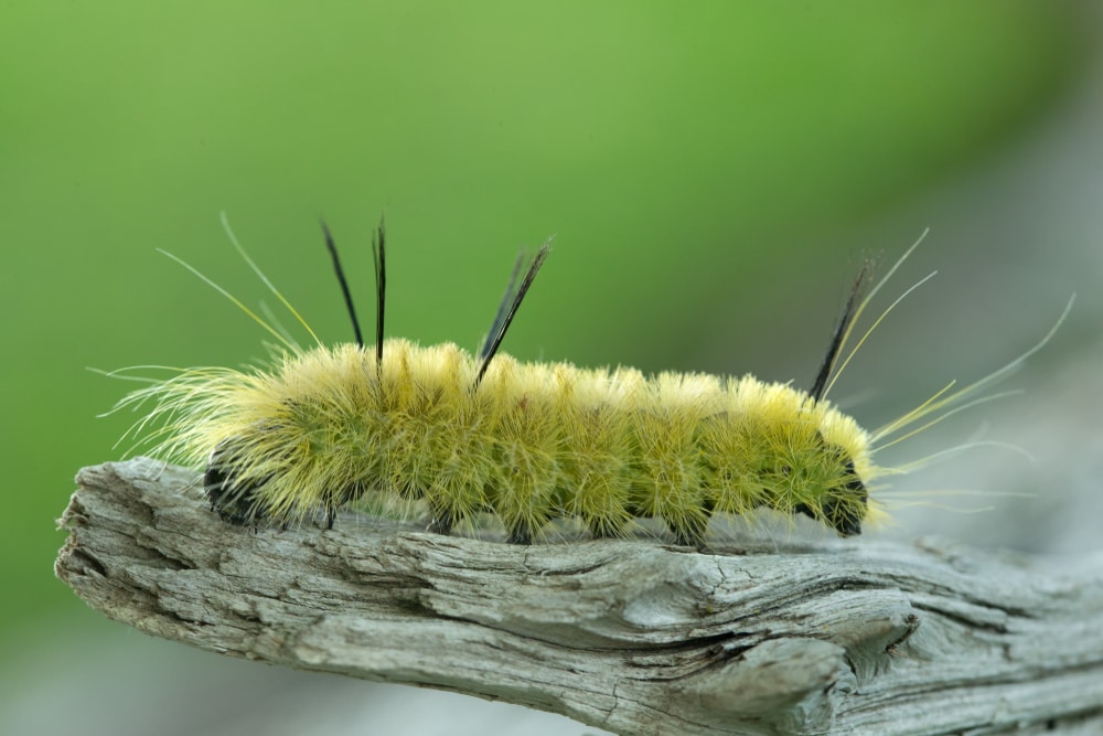 A close-up of an American Dagger Moth caterpillar on a branch