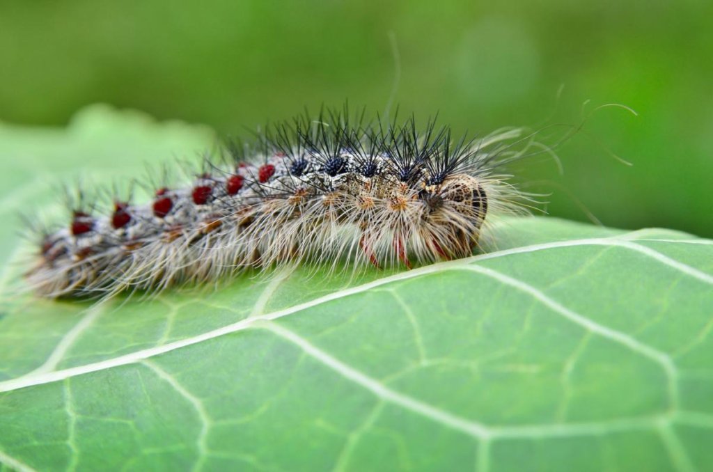 a caterpillar on a leaf, highlighting its fascinating body structure and natural surroundings.