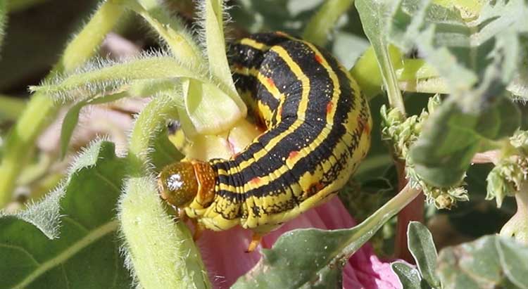  A caterpillar on a flower with green leaves. The caterpillar is a consumer in the food chain.