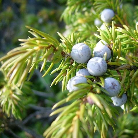 Juniperus communis (‘Compressa’)