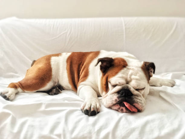 A tired bulldog taking a nap on a white couch, indicating a lack of energy