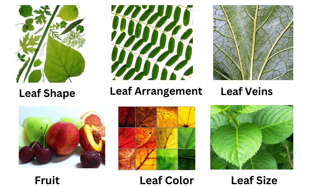 Leaf Identification Guide With Pictures