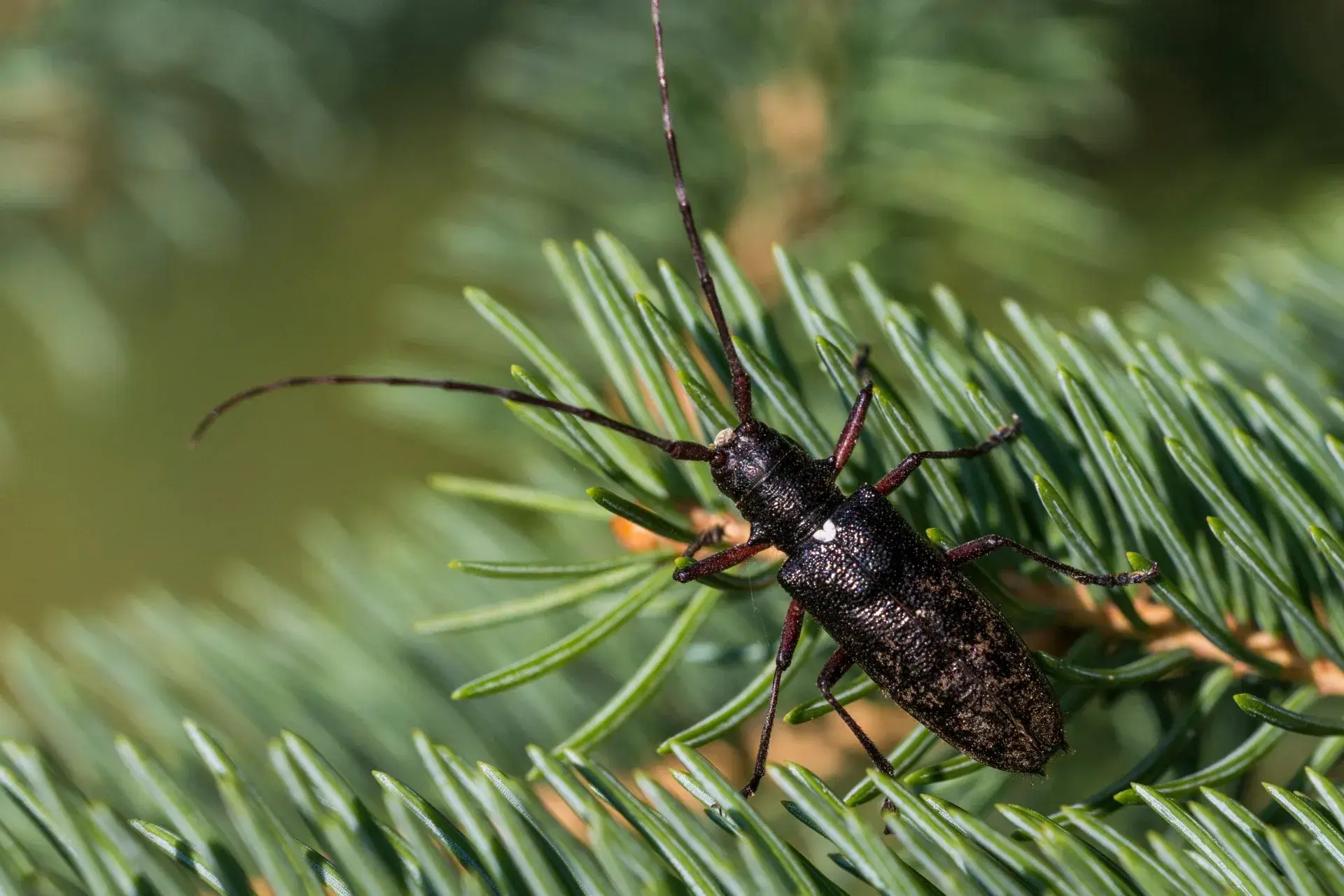 A black beetle perched on a pine tree branch
