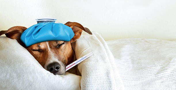 A dog sleeping in bed with a thermometer, indicating liver failure and potential life risk