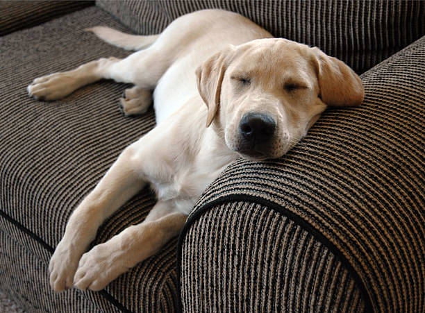 A dog resting on a couch, possibly due to low blood pressure.