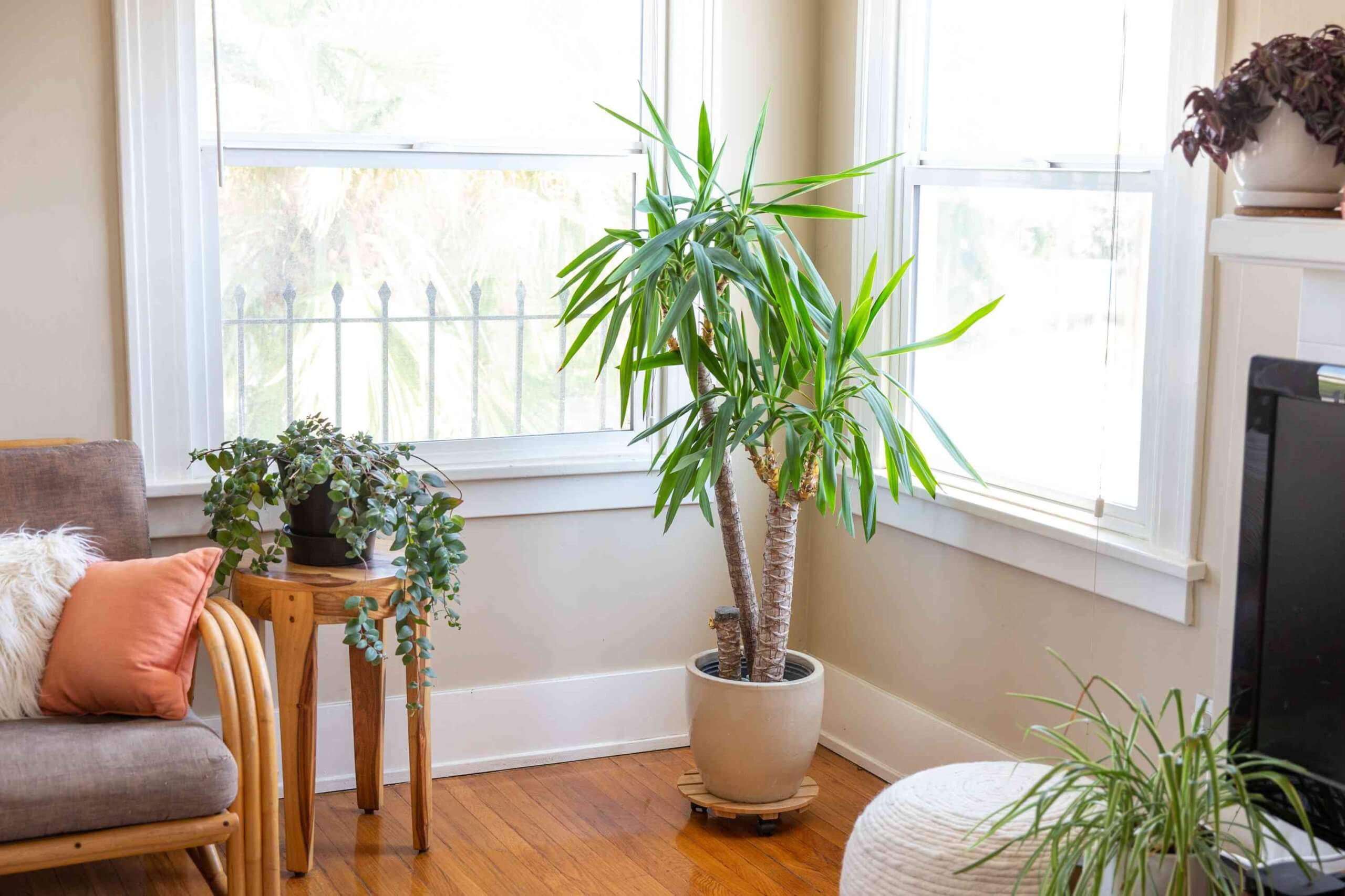 A cozy living room with a couch, chair, and a plant. The image showcases Yucca Seed Propagation
