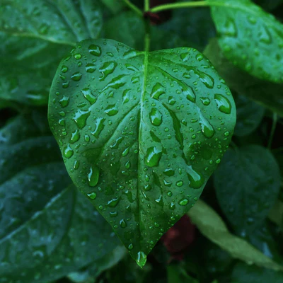 Moisture: A droplet of water on a green leaf, reflecting light and symbolizing freshness and hydration