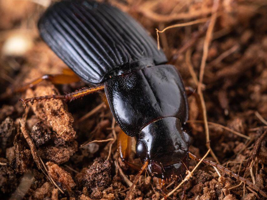 A mysterious black beetle crawling on brown dirt