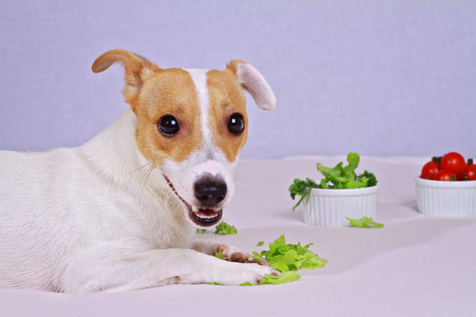 A dog enjoying a bowl of vegetables and salad