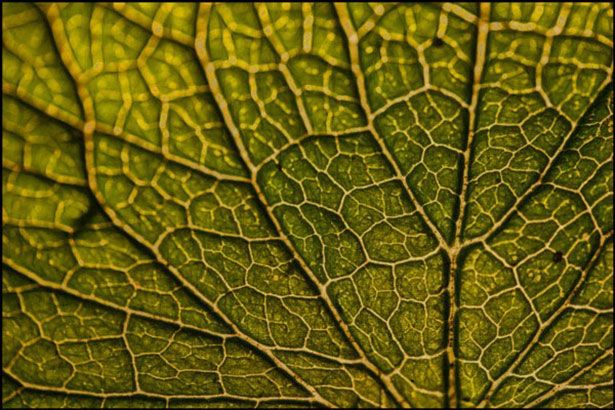 A close-up of a leaf with green veins