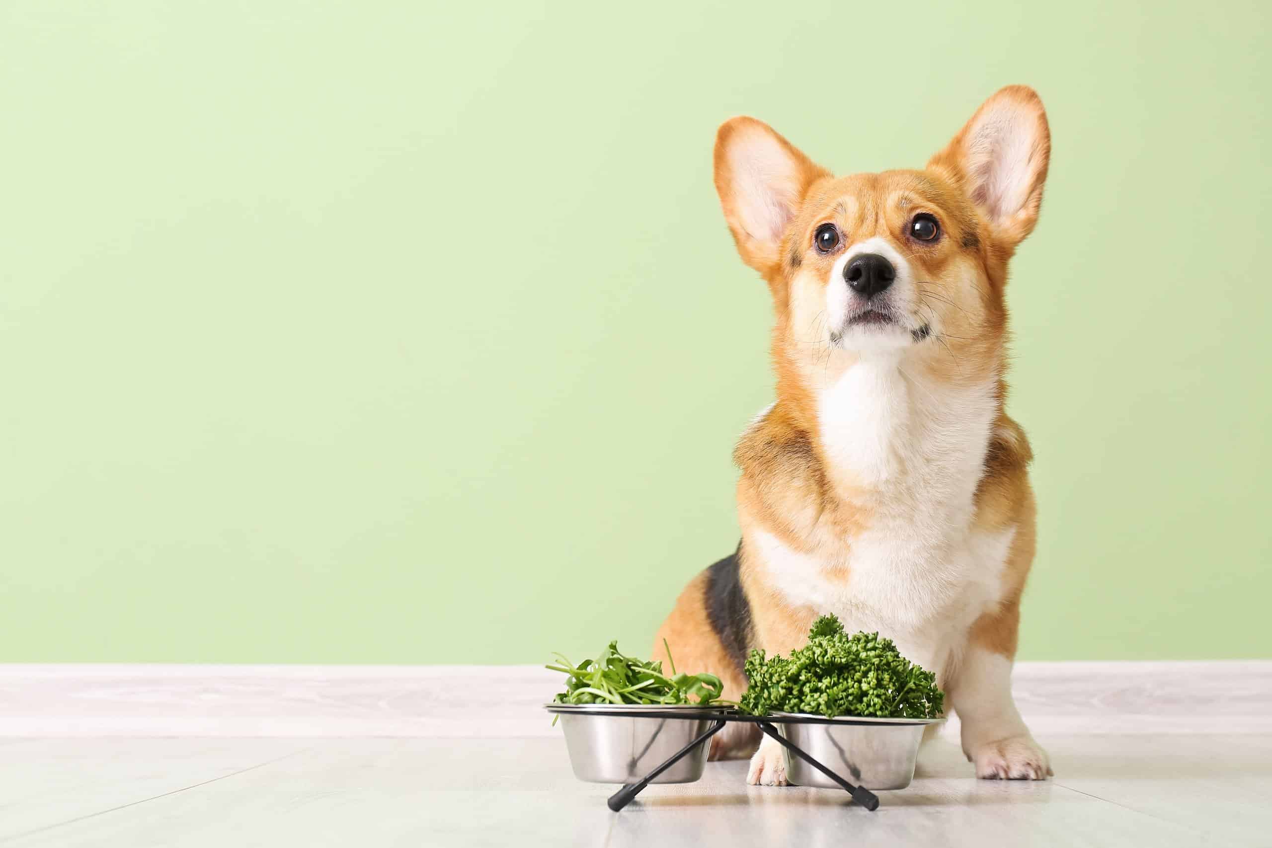 A dog sitting next to a bowl of greens