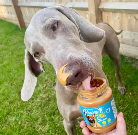 A dog happily indulging in peanut butter from a jar, savoring every lick with delight.