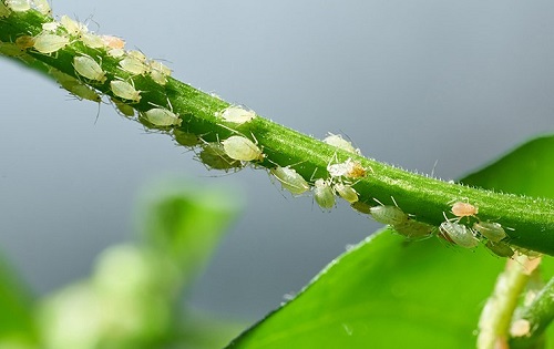 A plant infested with white bugs, indicating a pest attack