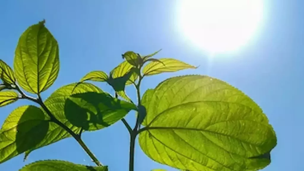 Sunlight filtering through plant leaves,