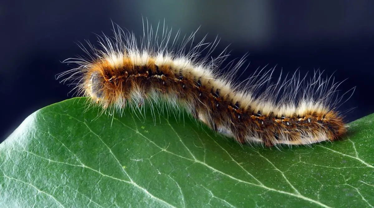 A fuzzy caterpillar on a leaf
