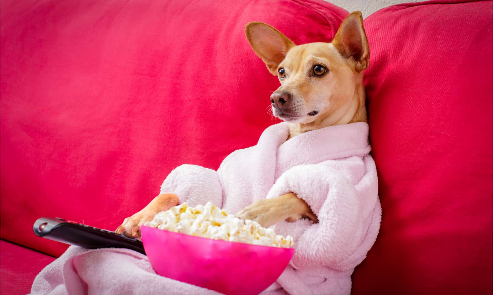 A dog in a robe enjoying popcorn on a couch.