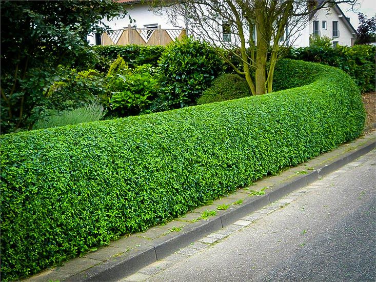A hedge of Privet plants lining the side of a road.