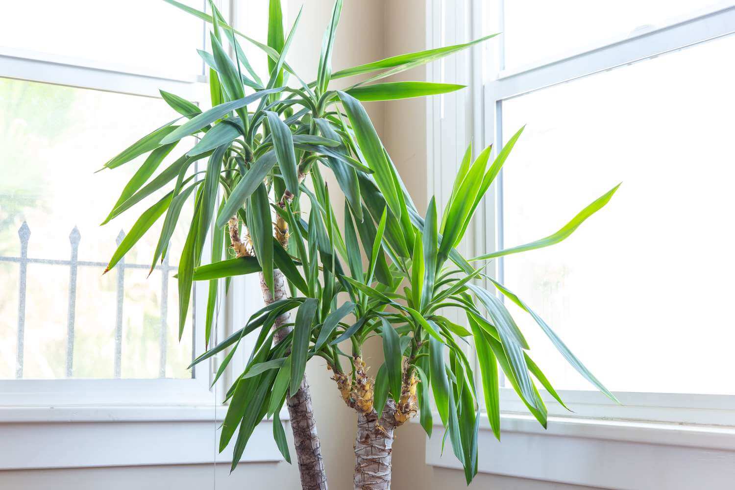 A large potted plant on a table