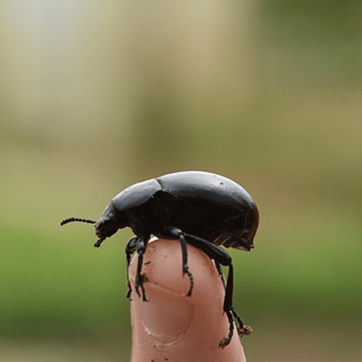 A beetle perched on a finger