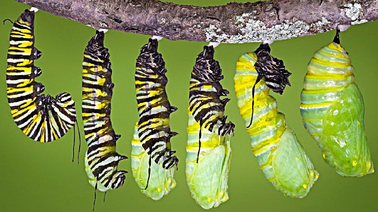 monarch butterfly chrysalis hangs from a branch