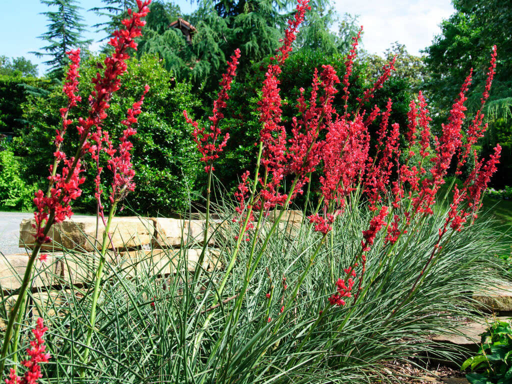 A stunning red flower, Red Yucca, adding a pop of color to the garden.