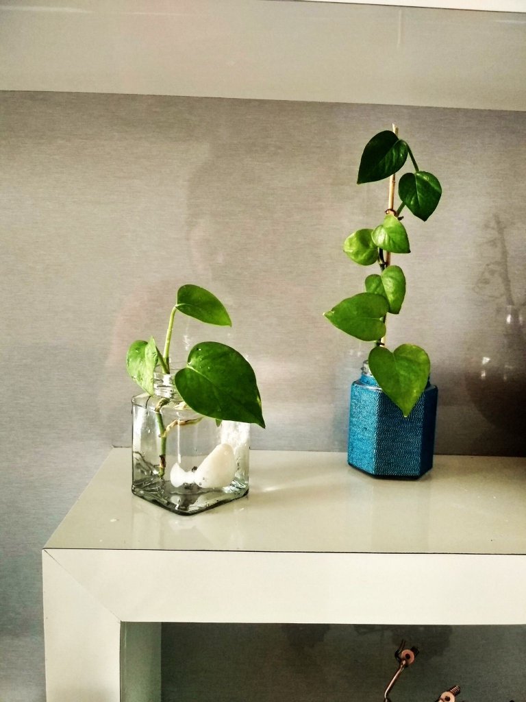 A white shelf displaying two small plants. Image related to remedies for tree leaves curling