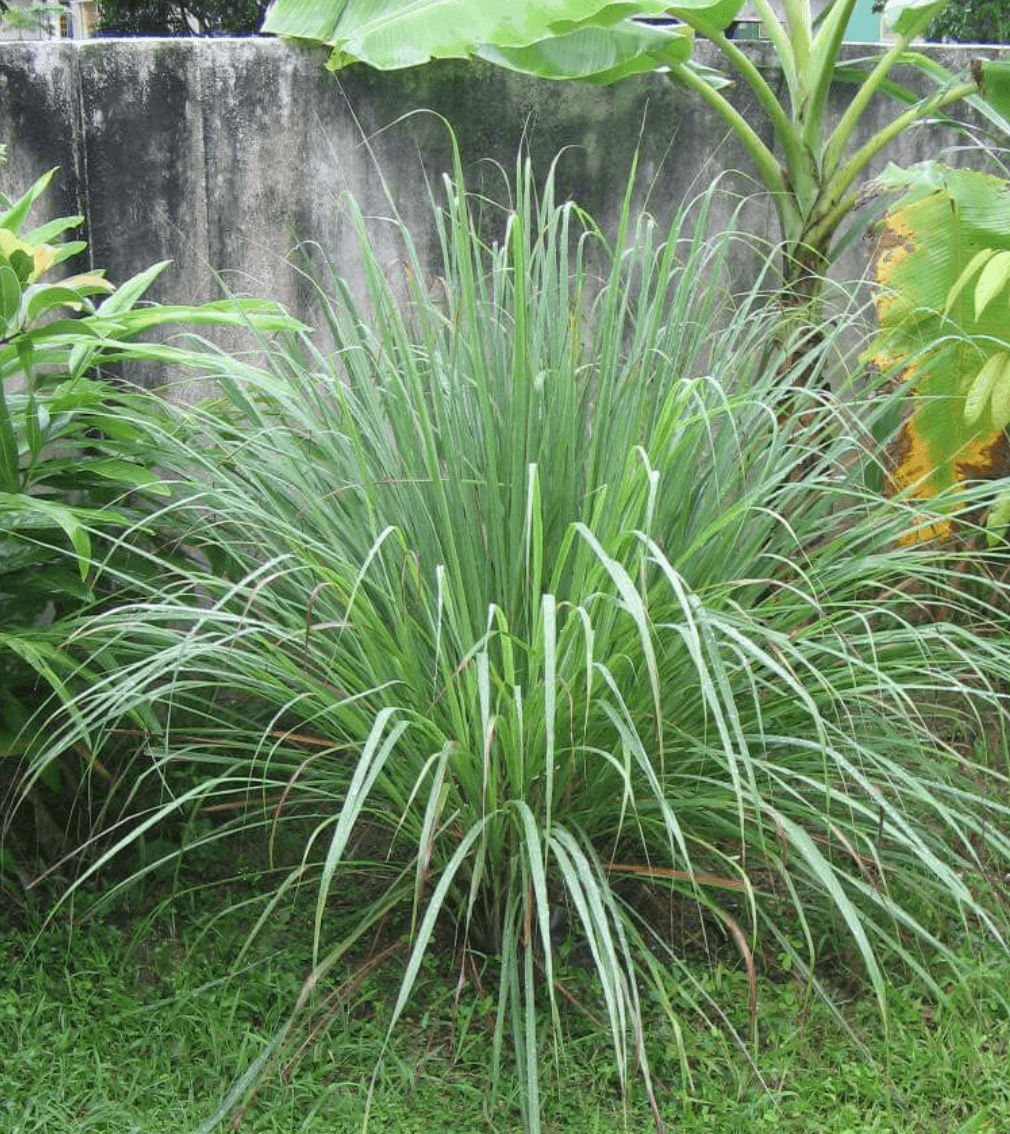 Nasturtiums (Tropaeolum sp.)