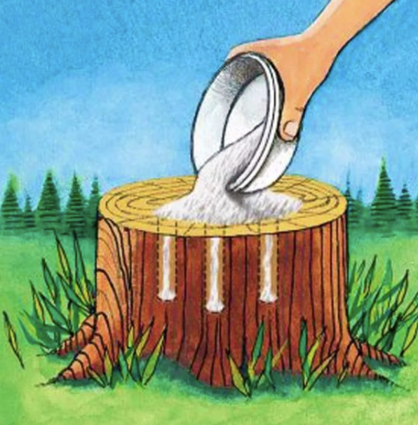 Using Epsom Salts to Remove Tree Stumps