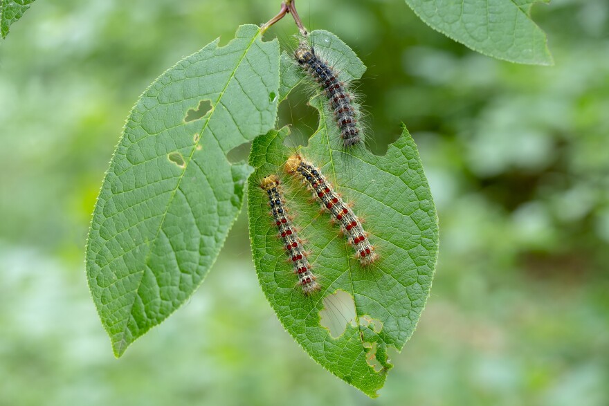 Two caterpillars on a leaf in the forest