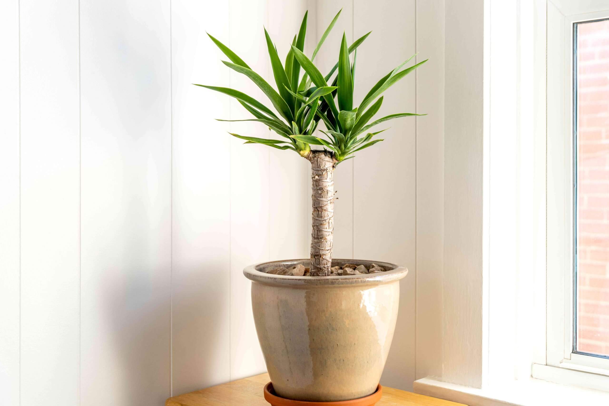 Spineless Yucca plant in pot on shelf near window