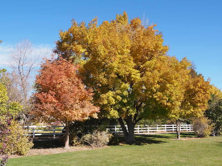 A vibrant autumn tree with leaves in shades of yellow, red, and orange, reflecting the changing temperature