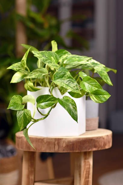 A calming sight: a plant in a white pot on a wooden stool, enhanced by a pleasant temperature