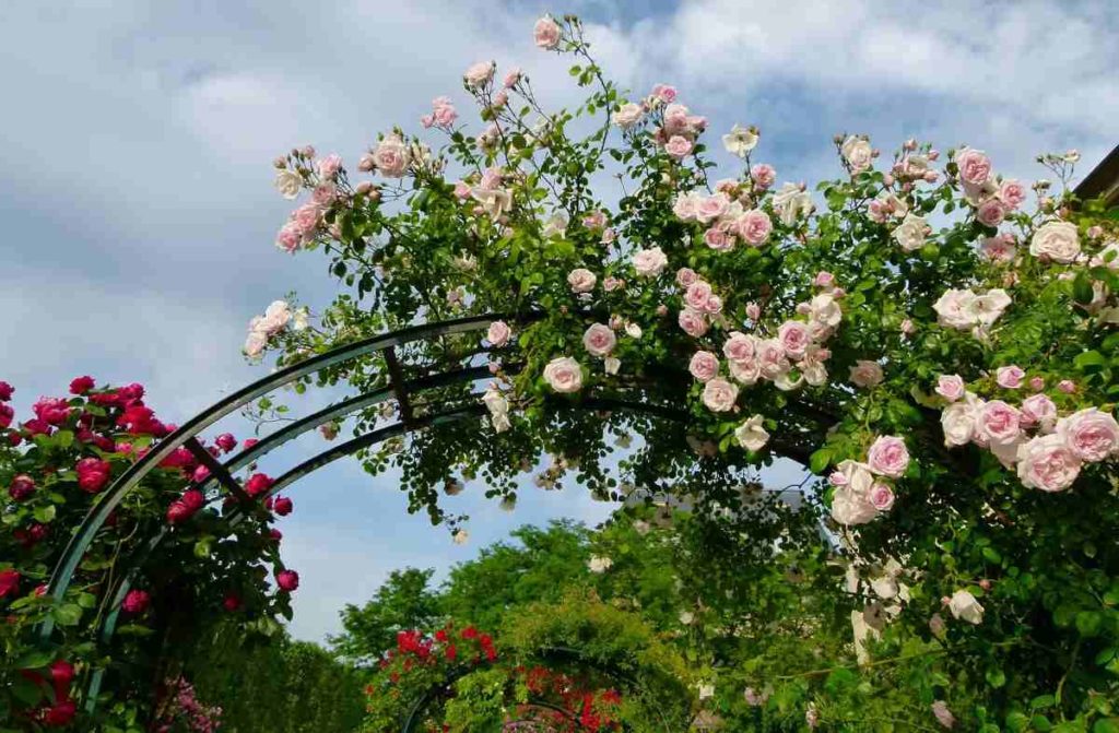 A garden archway adorned with pink roses,