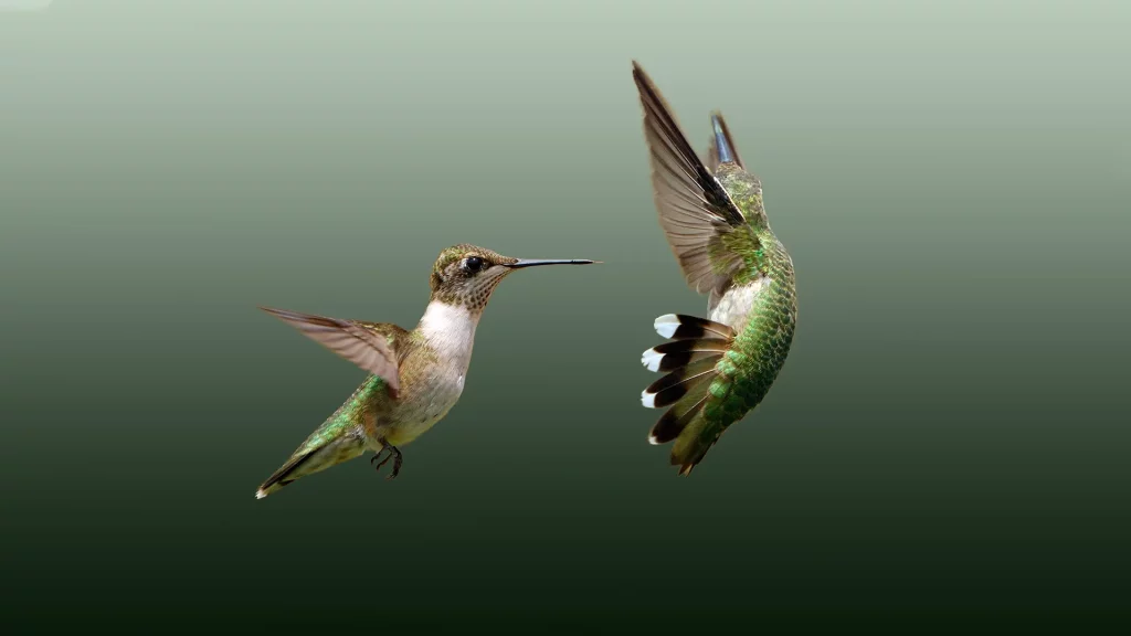 Territorial Behaviour of Hummingbirds