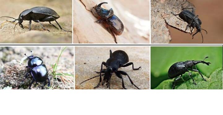 Four beetles: ladybug, stag beetle, firefly, and rhinoceros beetle
