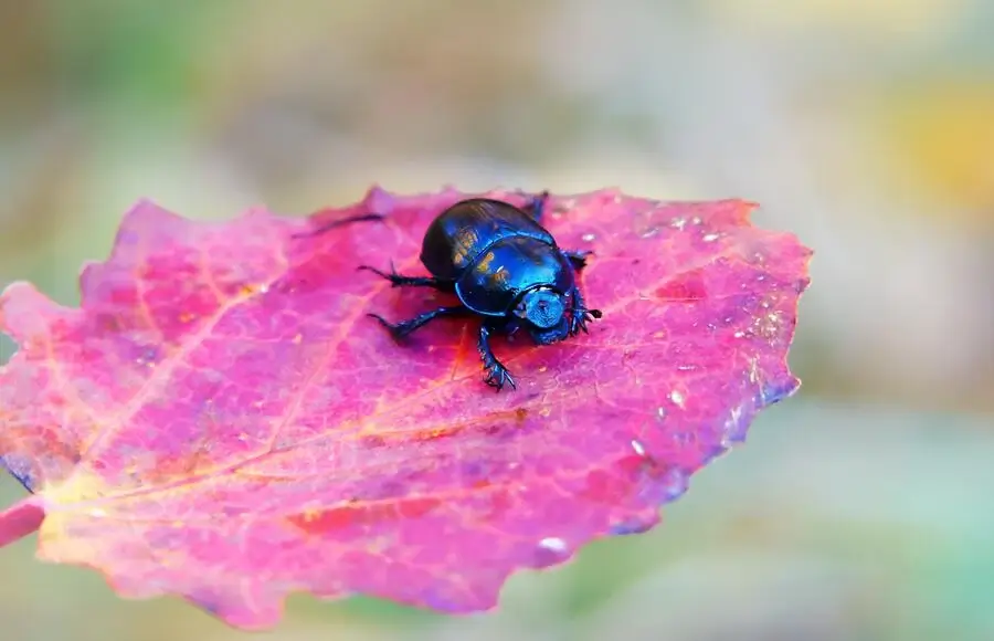 Symbolic blue beetle on a vibrant purple leaf, representing the deeper meaning of beetles landing