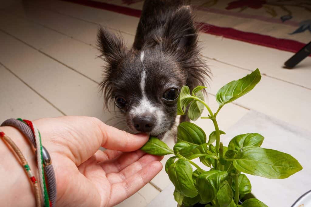 A small dog happily munching on a thyme leaf from a plant