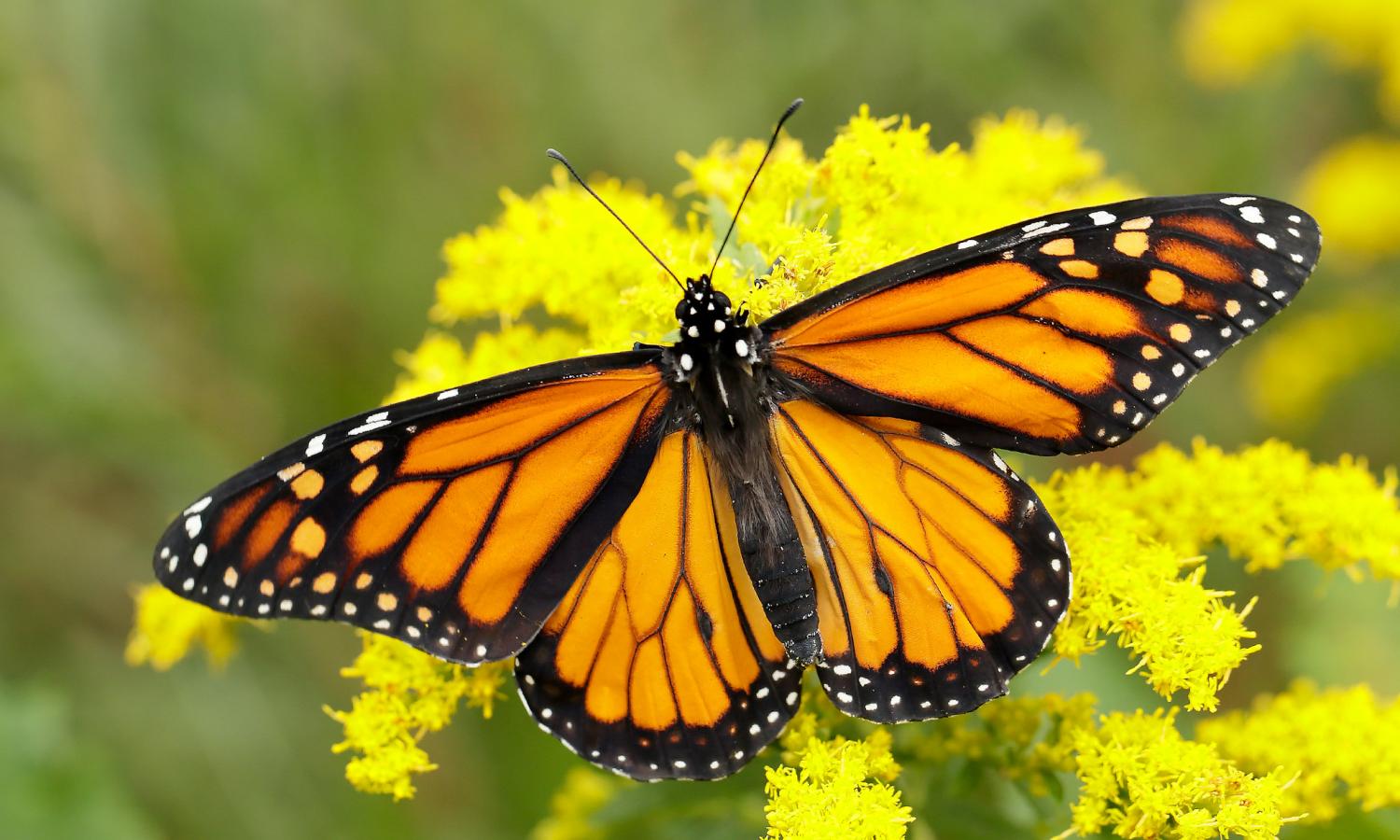 A vibrant monarch butterfly rests on a yellow flower. Image depicts nature's beauty and the delicate balance of life