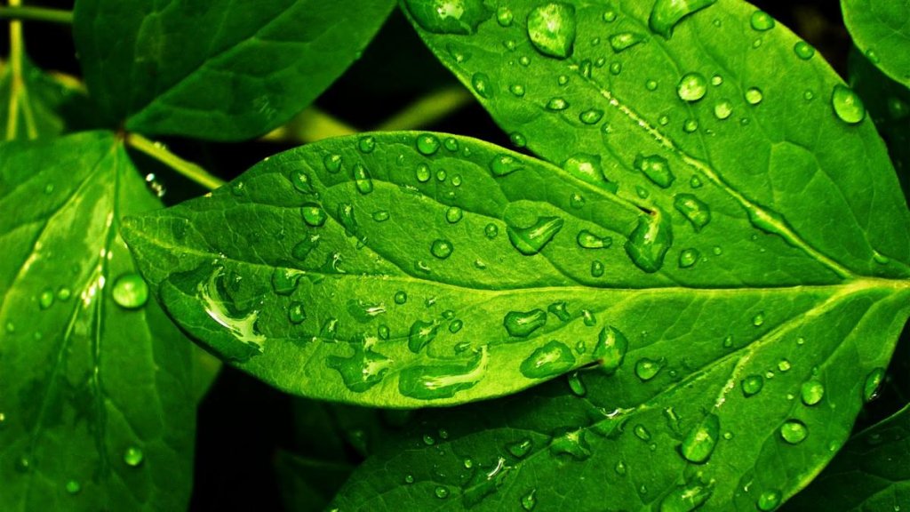 Green leaves with water droplets,
