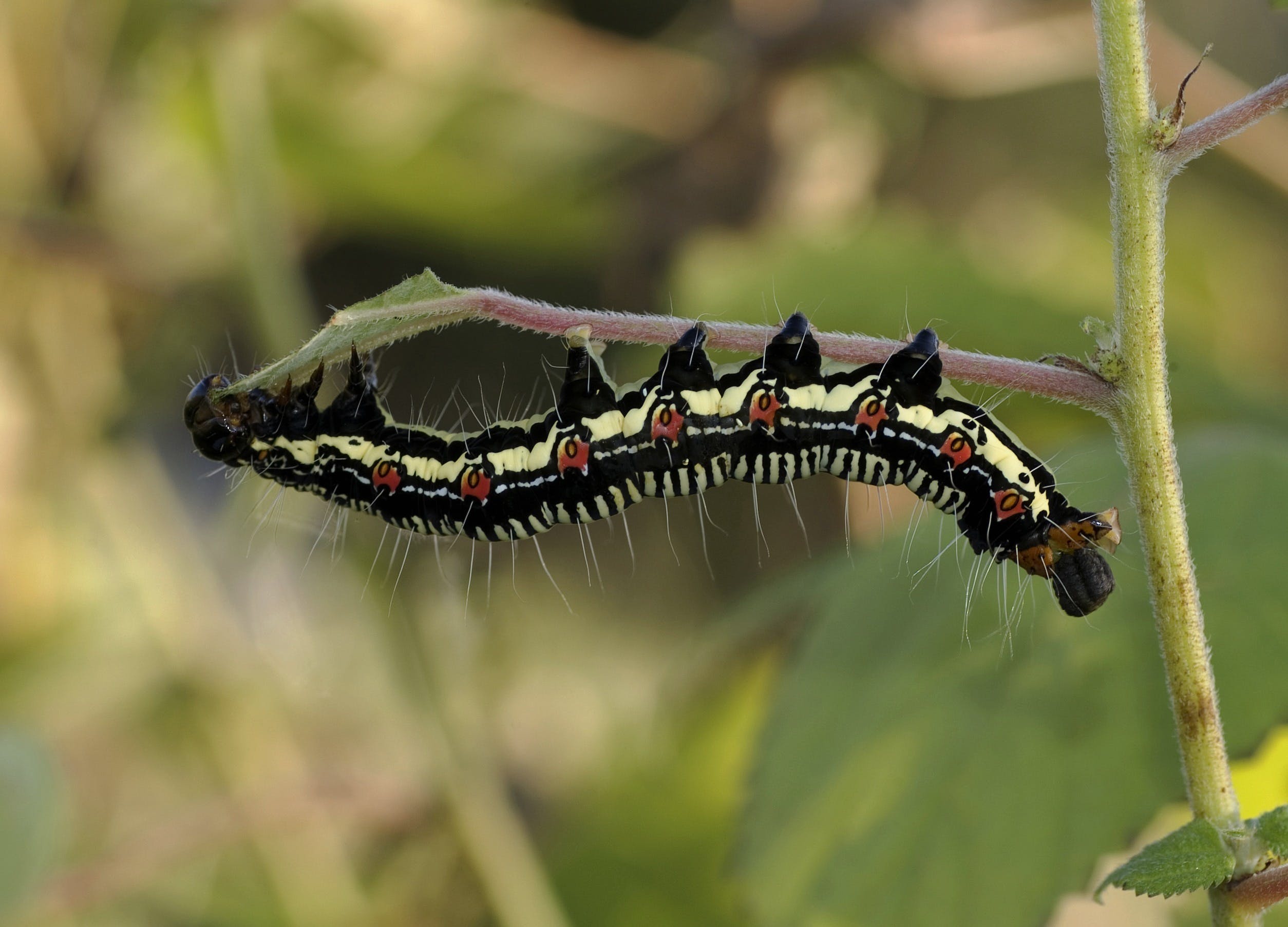 A black and yellow striped caterpillar, possibly a Trichogramma Wasp larva, crawling on a surface