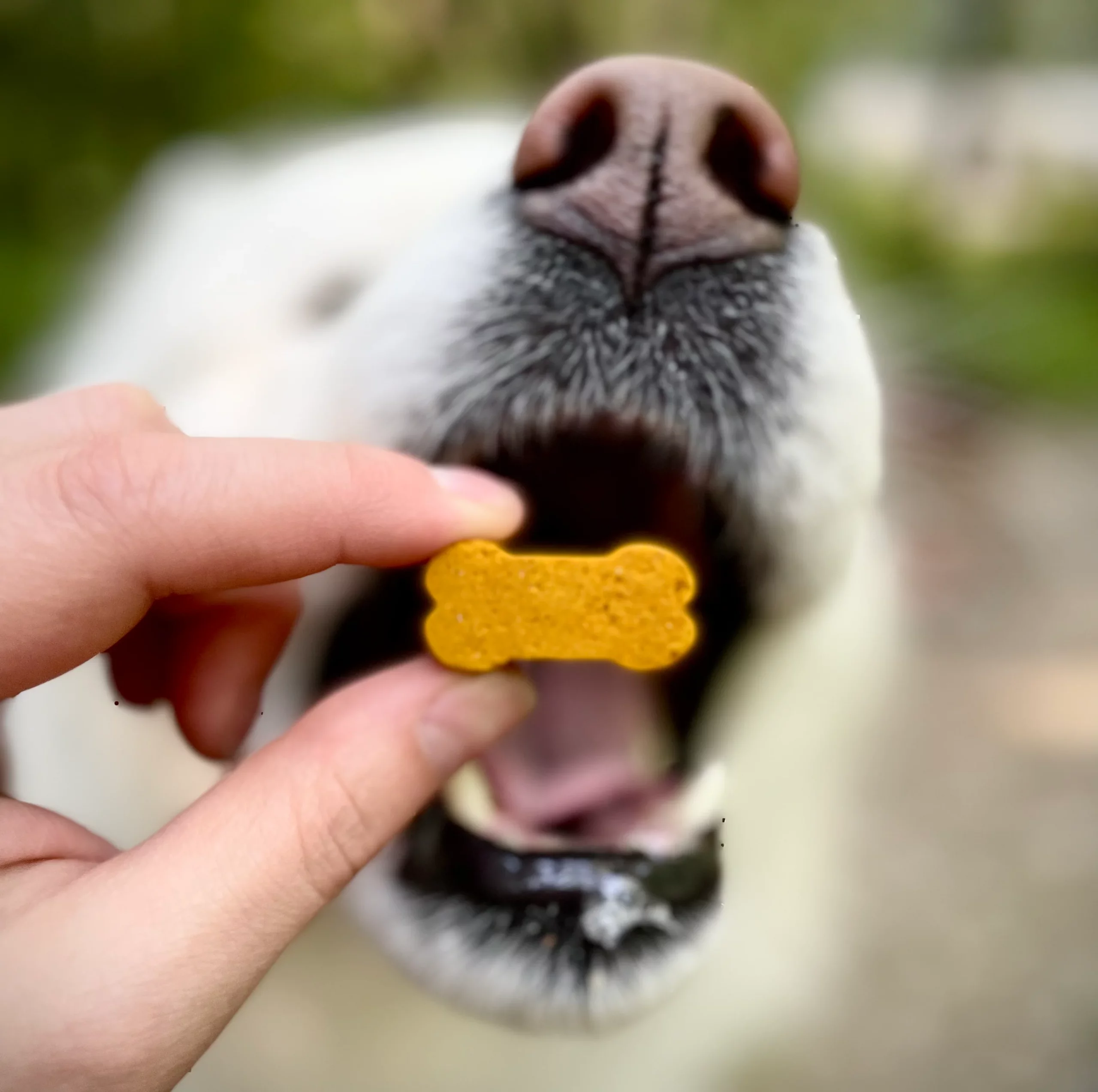A person holding a yellow dog bone turmeric in front of their mouth