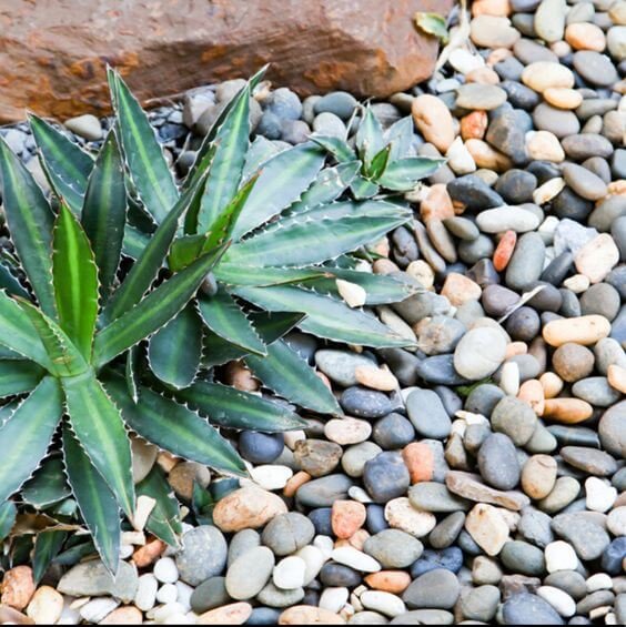 A plant growing in a gravel bed