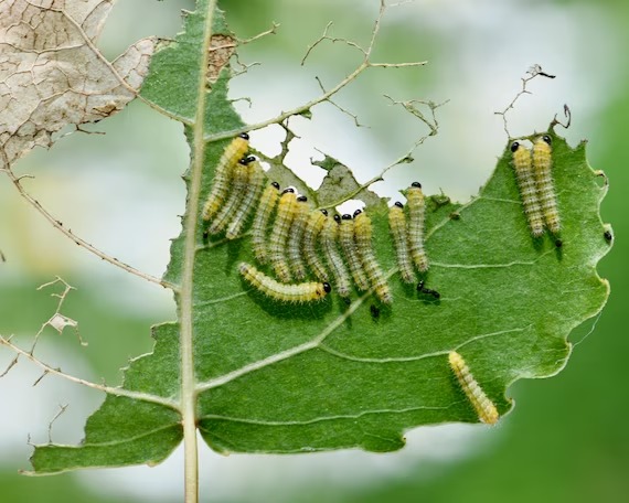 baby caterpillars crawling on a leaf