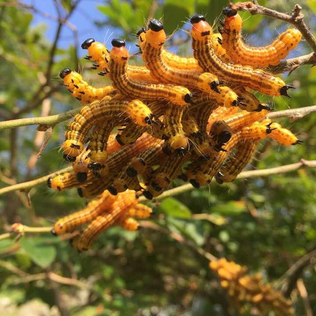 A cluster of caterpillars on a tree branch. Yellownecked caterpillars are known for their feeding habits and distinctive appearance