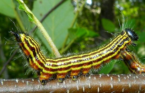 A striped caterpillar perched on a branch, showcasing the appearance of a Yellownecked Caterpillar