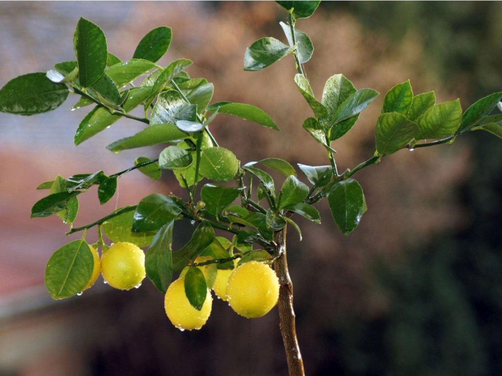 A close-up photo of a lemon tree with green leaves and yellow lemons hanging from its branches