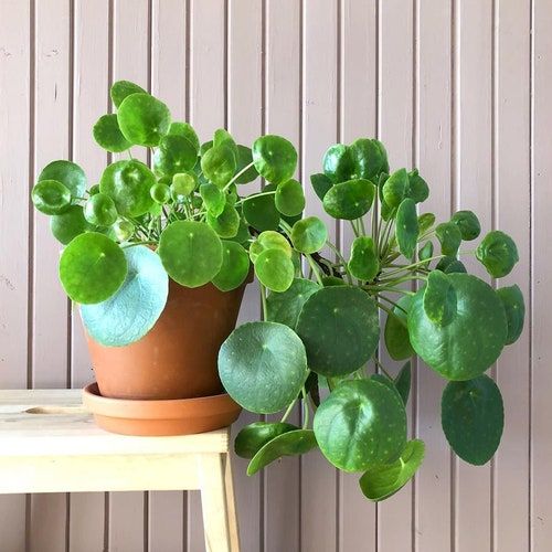 A potted plant with green leaves resting on a wooden chair. Discover the Money Tree, a popular houseplant