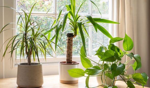Three house plants on a wooden table